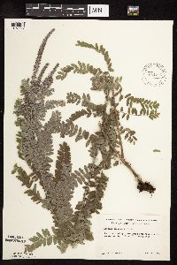 Amorpha canescens image