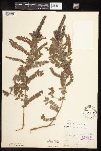 Amorpha canescens image