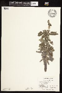 Amorpha canescens image