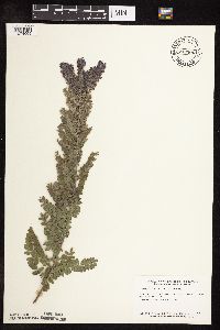 Amorpha canescens image