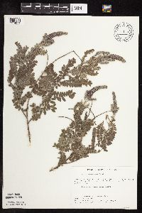 Amorpha canescens image