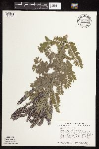 Amorpha canescens image