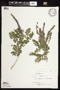 Amorpha canescens image