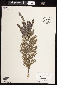 Amorpha canescens image