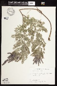 Amorpha canescens image