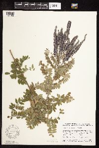 Amorpha canescens image