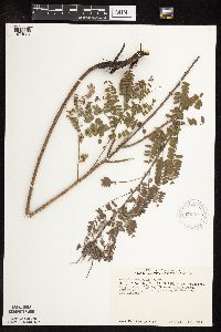 Amorpha canescens image