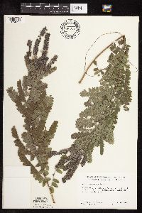 Amorpha canescens image