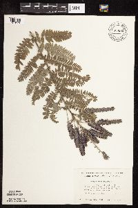 Amorpha canescens image