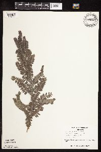 Amorpha canescens image