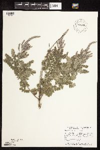 Amorpha canescens image