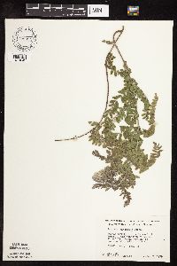 Amorpha canescens image