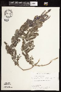 Amorpha canescens image