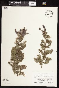 Amorpha canescens image