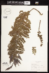 Amorpha canescens image
