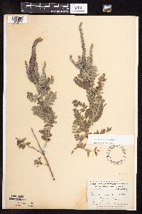 Amorpha canescens image