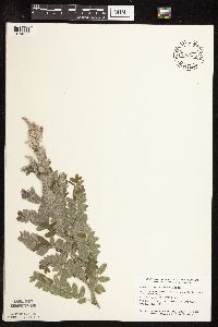 Amorpha canescens image
