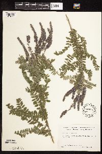 Amorpha canescens image