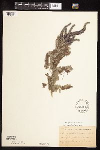 Amorpha canescens image