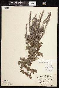 Amorpha canescens image