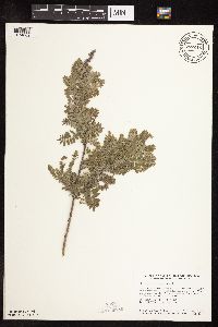 Amorpha canescens image