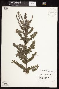 Amorpha canescens image