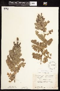 Amorpha canescens image