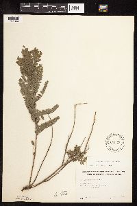 Amorpha canescens image