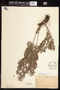Amorpha canescens image