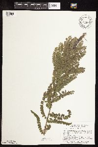 Amorpha canescens image