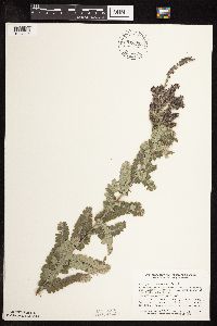 Amorpha canescens image