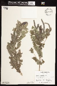 Amorpha canescens image