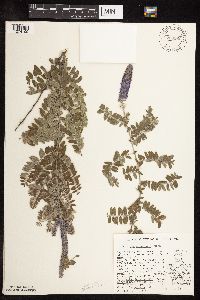 Amorpha canescens image