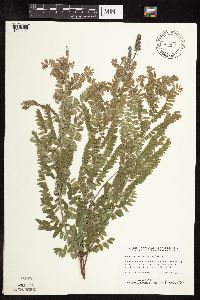 Amorpha canescens image
