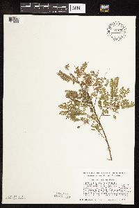 Amorpha canescens image