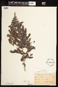Amorpha canescens image