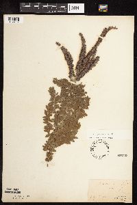 Amorpha canescens image
