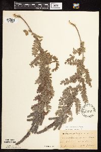 Amorpha canescens image