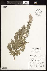 Amorpha canescens image