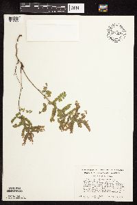 Amorpha canescens image