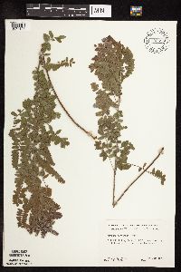 Amorpha canescens image