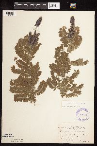 Amorpha canescens image