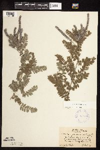 Amorpha canescens image