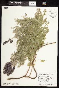 Amorpha canescens image