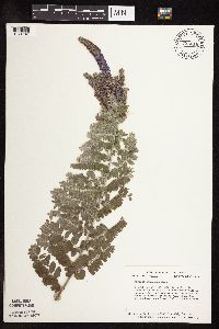 Amorpha canescens image