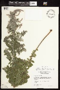 Amorpha canescens image