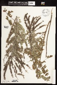 Amorpha canescens image