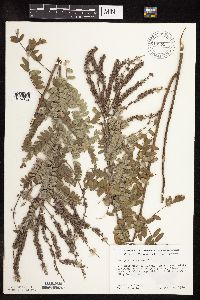 Amorpha canescens image