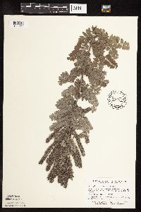 Amorpha canescens image