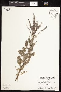 Amorpha canescens image